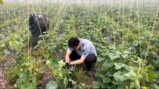 种植紫苏能致富_致富能种植紫苏吗_种植紫苏赚钱吗