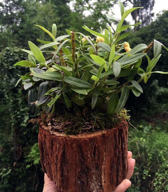 番石榴北方种植技术_石榴北方种植技术和管理_石榴北方种植技术视频