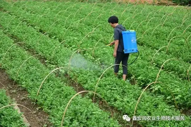 芹菜怎么种植