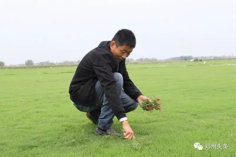 草皮托起致富梦——高集镇绿洲草坪种植基地助农增收侧记