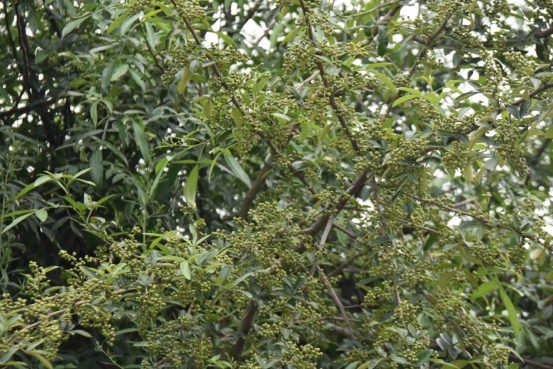 致富椒种植技术_致富经辣椒_致富经种植辣椒