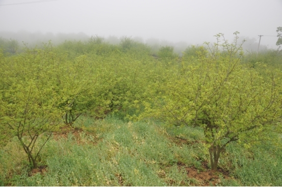 致富椒种植技术_致富经种植辣椒_致富经辣椒