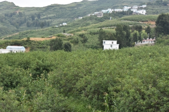 致富椒种植技术_致富经种植辣椒_致富经辣椒