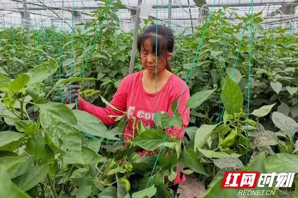 致富椒种植技术要点_致富椒种植技术_致富经种植辣椒