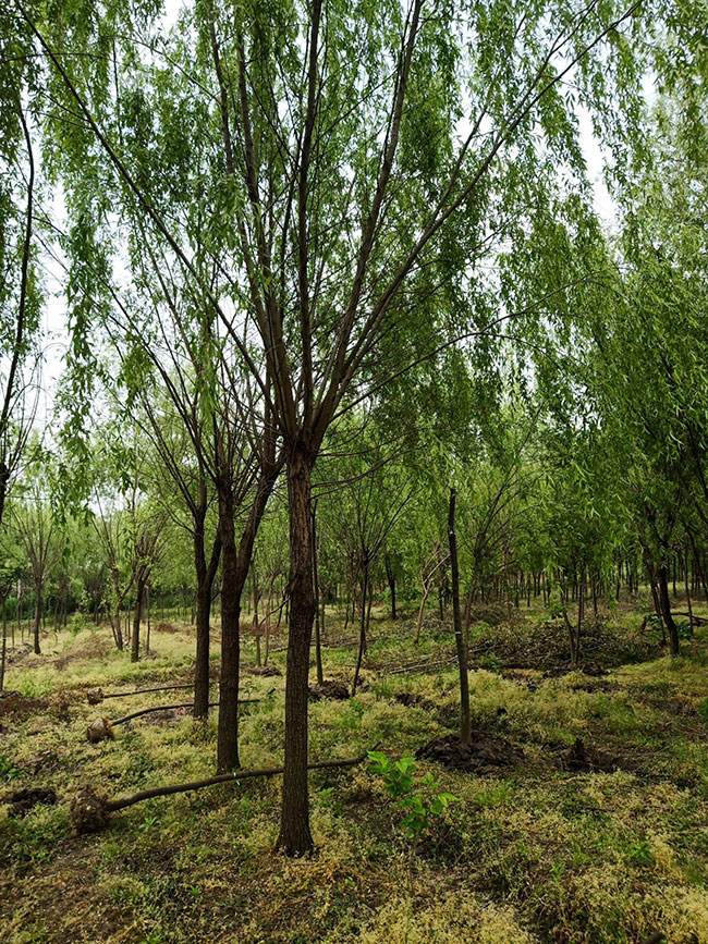 香樟树移植后怎么浇水?香樟移栽后浇水施肥方法