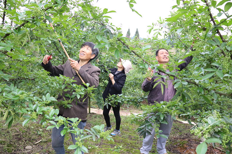 贫困户种植脱贫_脱贫种树_脱贫户种植致富