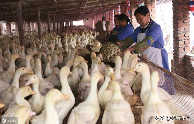 肉鸭养殖技术视频播放_肉鸭的养殖技术视频_肉鸭养殖设备大全