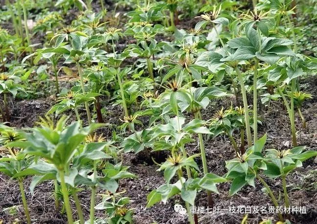 重楼种植技术最全面的重楼种植资料值得收藏