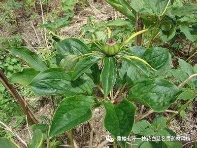 虫楼种植技术视频_虫楼怎么种植技术_虫楼栽培技术