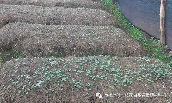 虫楼怎么种植技术_虫楼栽培技术_虫楼种植技术视频