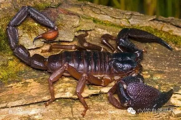 虫泥养殖技术与管理_泥虫养殖基地_泥虫如何养殖技术