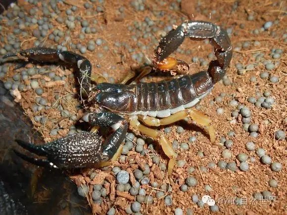 虫泥养殖技术与管理_泥虫如何养殖技术_泥虫养殖基地