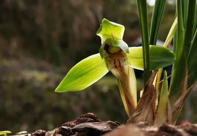 春天种植下山春兰和蕙兰，这6步概括成活要点，别再做错了