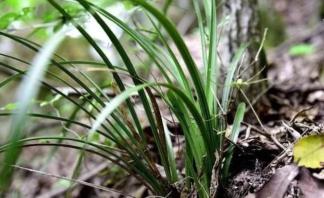 兰花种植要点技术与管理_种植兰花的技术要点_兰花种植方法要点