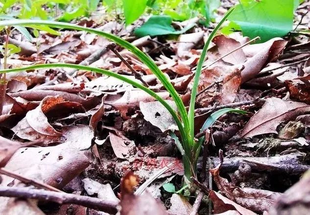 兰花种植方法要点_种植兰花的技术要点_兰花种植要点技术与管理