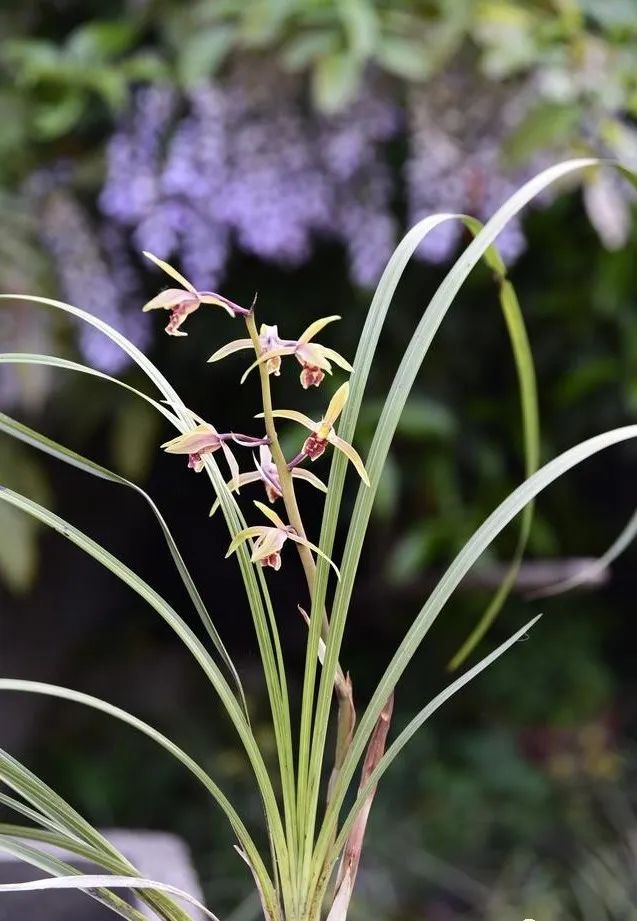 兰花种植方法要点_兰花种植要点技术与管理_种植兰花的技术要点