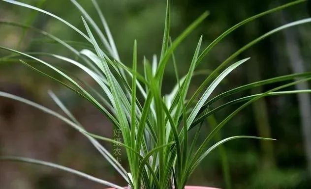 兰花种植方法要点_种植兰花的技术要点_兰花种植要点技术与管理