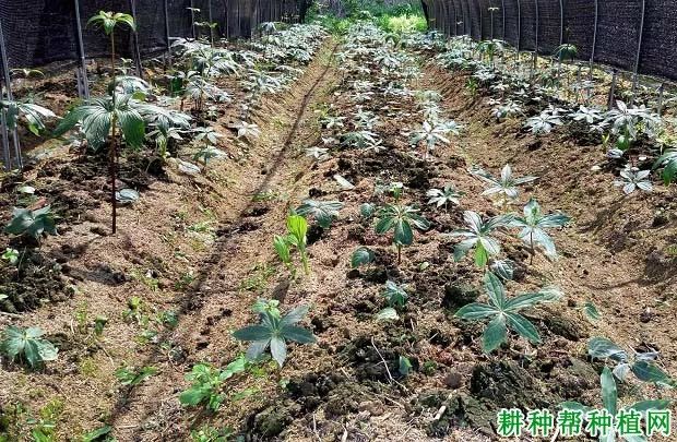 虫楼怎么种植技术_虫楼栽培技术_虫楼育苗法