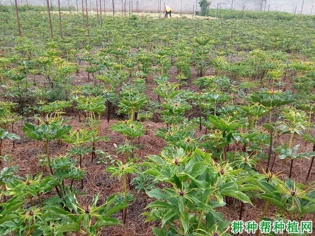 虫楼育苗法_虫楼栽培技术_虫楼怎么种植技术