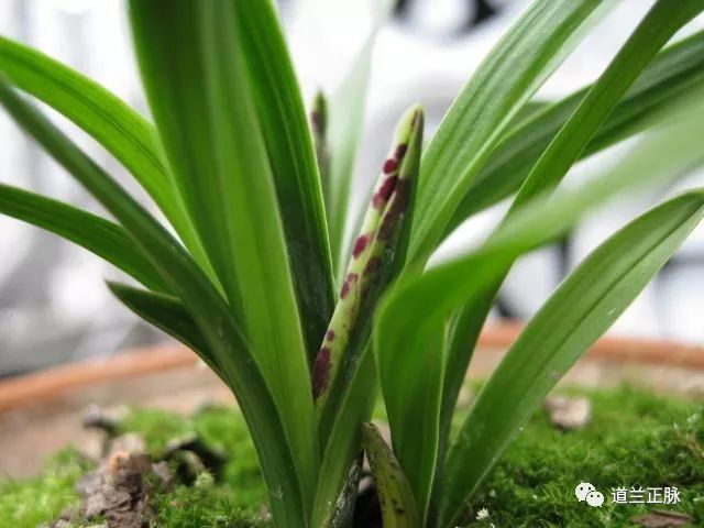 兰花种植要点技术有哪些_种植兰花的技术要点_兰花种植要点技术视频