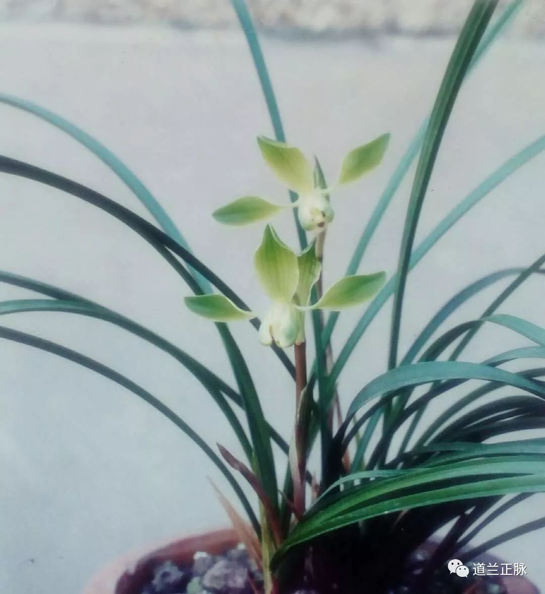 兰花种植要点技术有哪些_兰花种植要点技术视频_种植兰花的技术要点