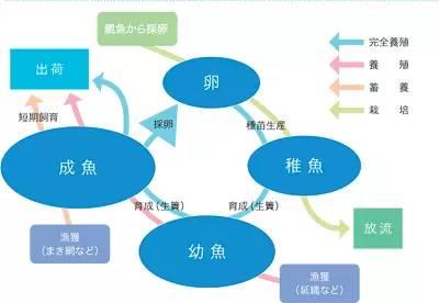 电鳗的养殖技术_养电鳗合法吗_养殖技术电鳗实验报告