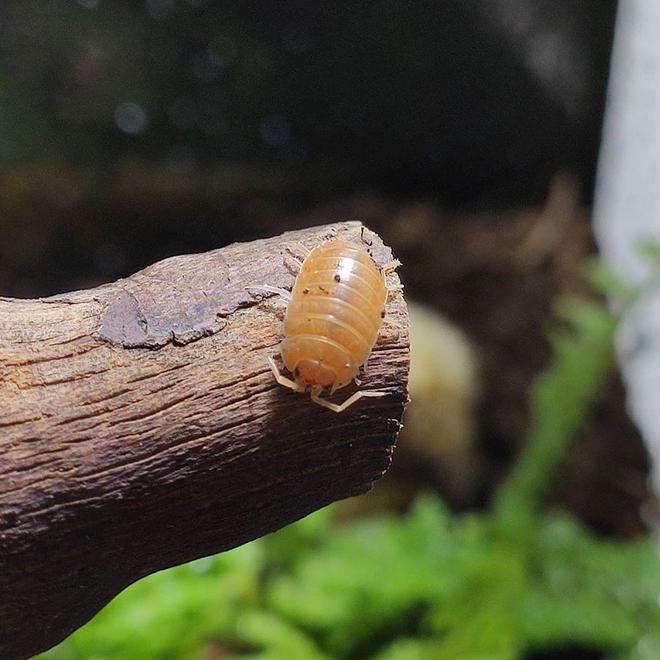 泥虫如何养殖技术_虫泥养殖技术视频_泥虫养殖基地