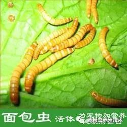 养黄粉虫挣钱吗_养黄粉虫能赚钱吗_养黄粉虫怎么养殖技术