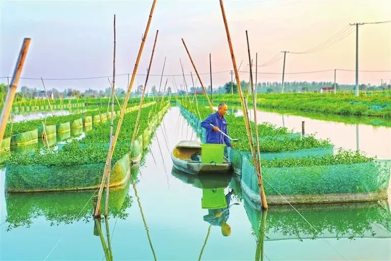 黄鳝养殖业_黄鳝养殖成功案例_黄鳝养殖技术培训基地