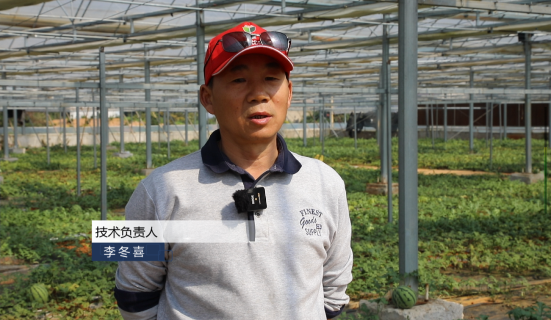 西瓜种植大棚技术视频_西瓜大棚技术_大棚西瓜种植致富