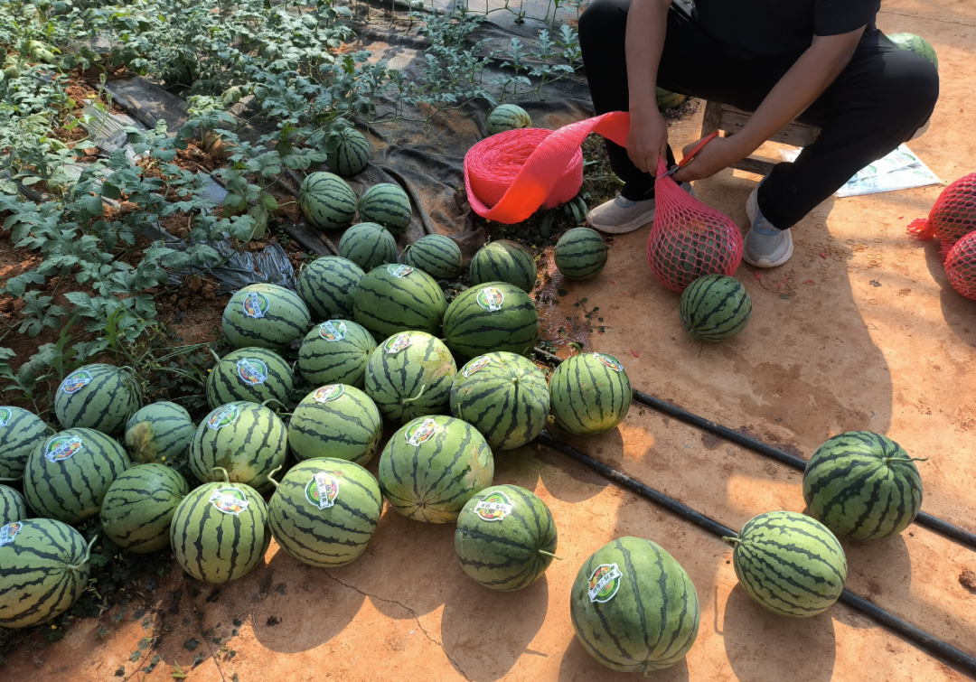 西瓜种植大棚技术视频_大棚西瓜种植致富_西瓜大棚技术