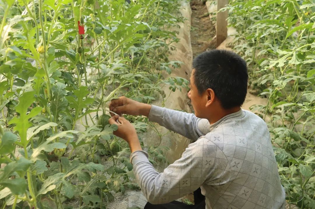 大棚西瓜种植致富_西瓜大棚种植最新技术_大棚西瓜种植效益