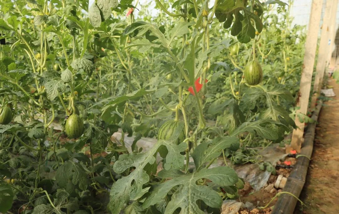 大棚西瓜种植致富_西瓜大棚种植最新技术_大棚西瓜种植效益