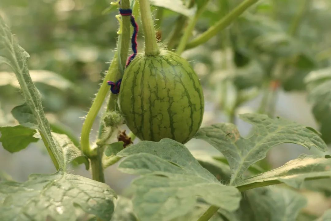 大棚西瓜种植效益_大棚西瓜种植致富_西瓜大棚种植最新技术