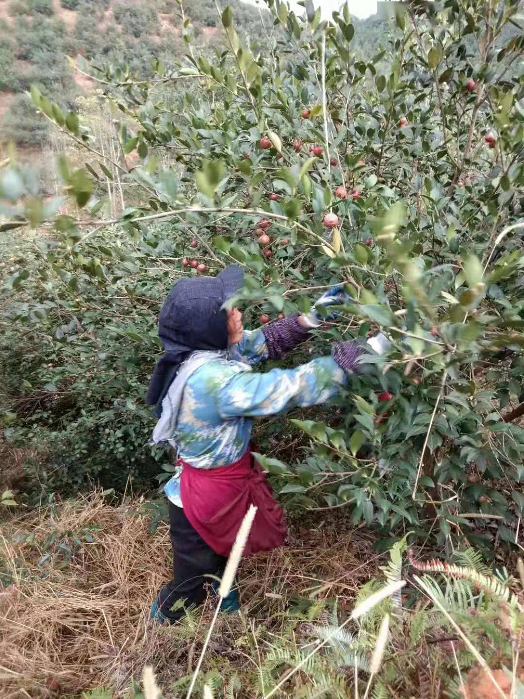 农村致富新项目种植业_农村致富种_新余种植致富