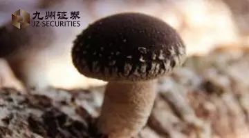 九州论 | “食”为民天：食用菌工厂化种植产业解析