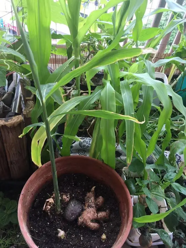 阳台生姜种植技术_阳台生姜种植技术要点_阳台生姜种植技术视频