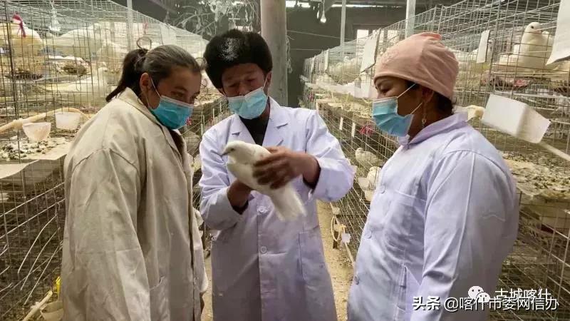 致富经观赏鸽养殖视频_致富鸽养殖视频_致富经养鸽视频