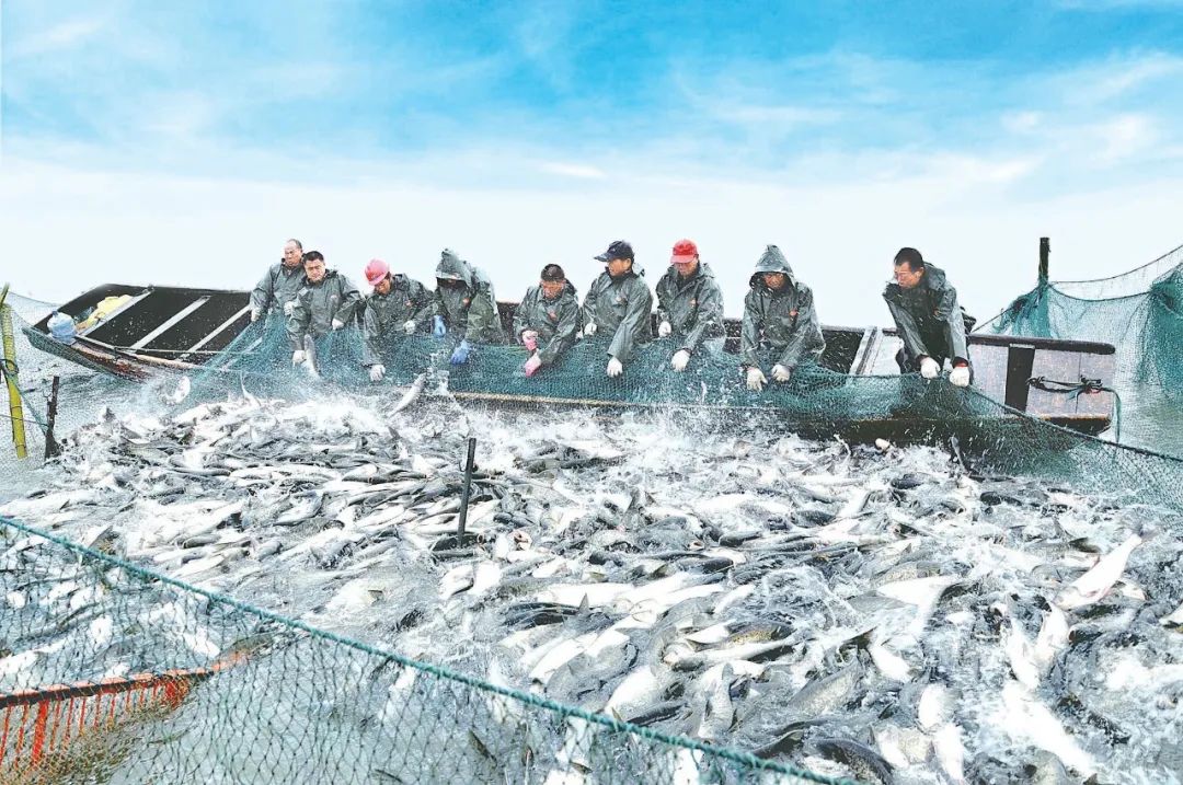 黄鳝养殖培训班_黄鳝养殖视屏_黄鳝养殖技术培训基地