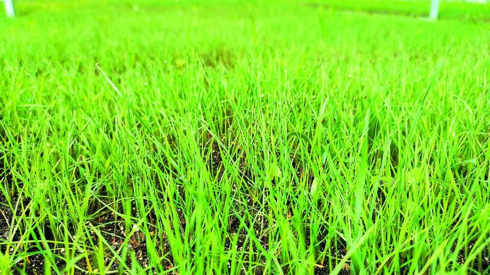 培养羊肚菌种子技术_种植羊胎菌技术_种羊肚菌视频