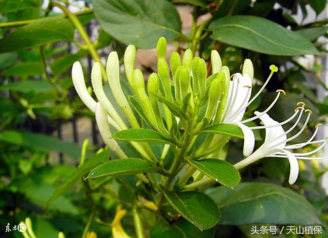 种植白芨前景_种白芨是不是骗局_致富经种白芨