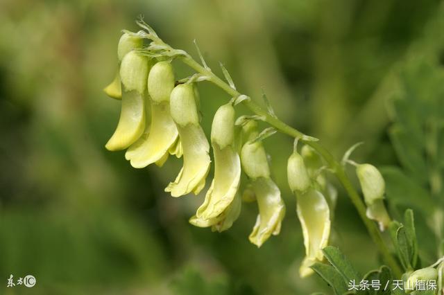 种植白芨前景_致富经种白芨_种白芨是不是骗局