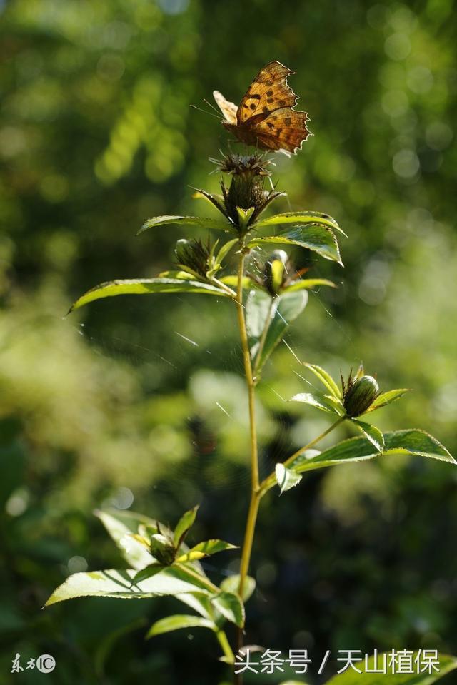 种植白芨前景_种白芨是不是骗局_致富经种白芨