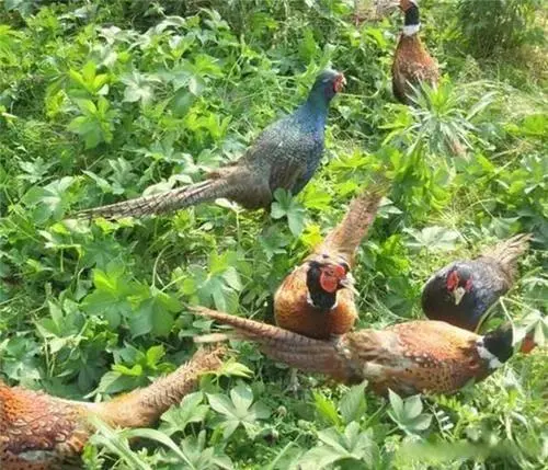 传统养殖致富项目_致富养殖好项目_致富养殖传统项目介绍