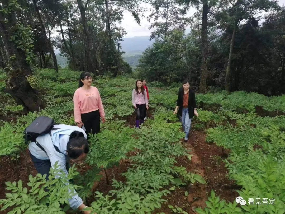 魔芋种植致富故事_致富种植魔芋故事视频_致富经种植魔芋视频