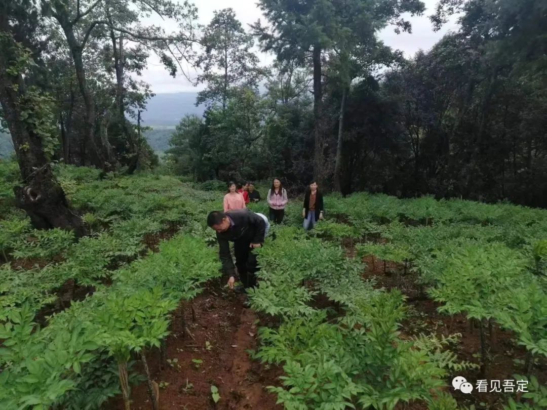 致富经种植魔芋视频_魔芋种植致富故事_致富种植魔芋故事视频