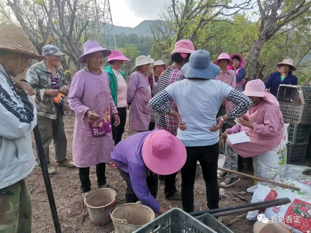 魔芋种植致富故事_致富经种植魔芋视频_致富种植魔芋故事视频