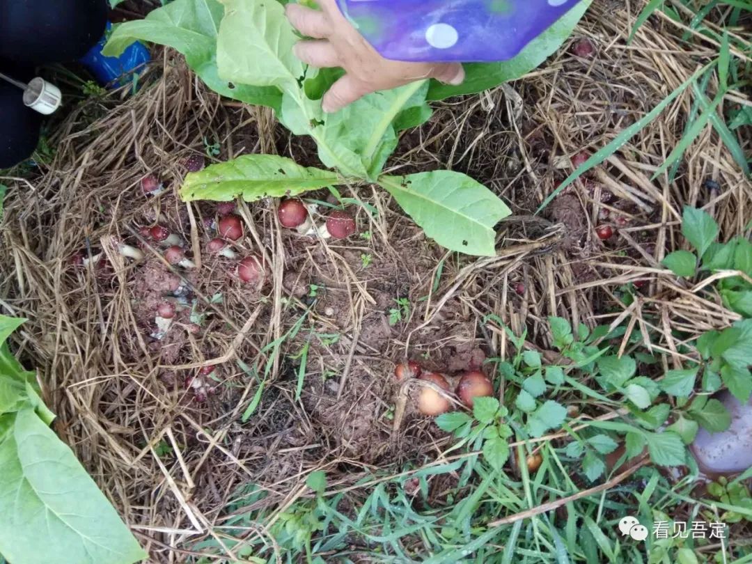 致富经种植魔芋视频_魔芋种植致富故事_致富种植魔芋故事视频