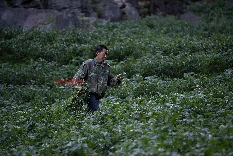 恩施哪里有魔芋种出售_恩施魔芋种植致富_恩施魔芋基地联系方式