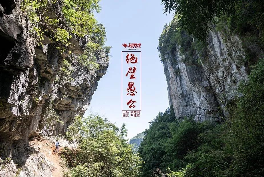 恩施哪里有魔芋种出售_恩施魔芋种植致富_恩施魔芋基地联系方式